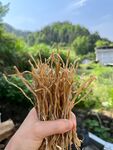 手捧干枯植物
