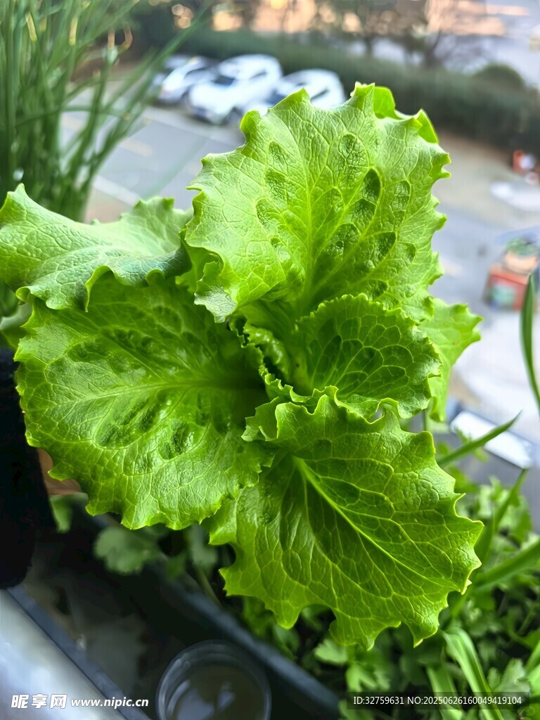 鲜嫩生菜特写