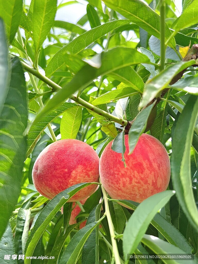 枝头双桃鲜嫩诱人