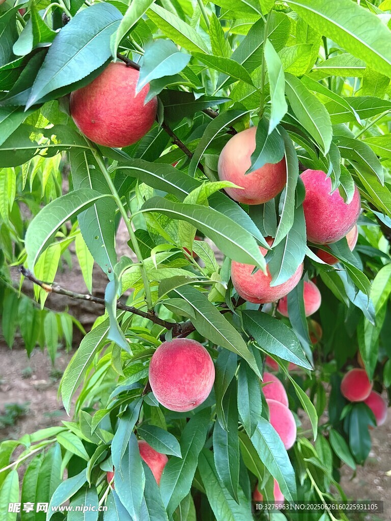枝头硕果累累的鲜嫩桃子