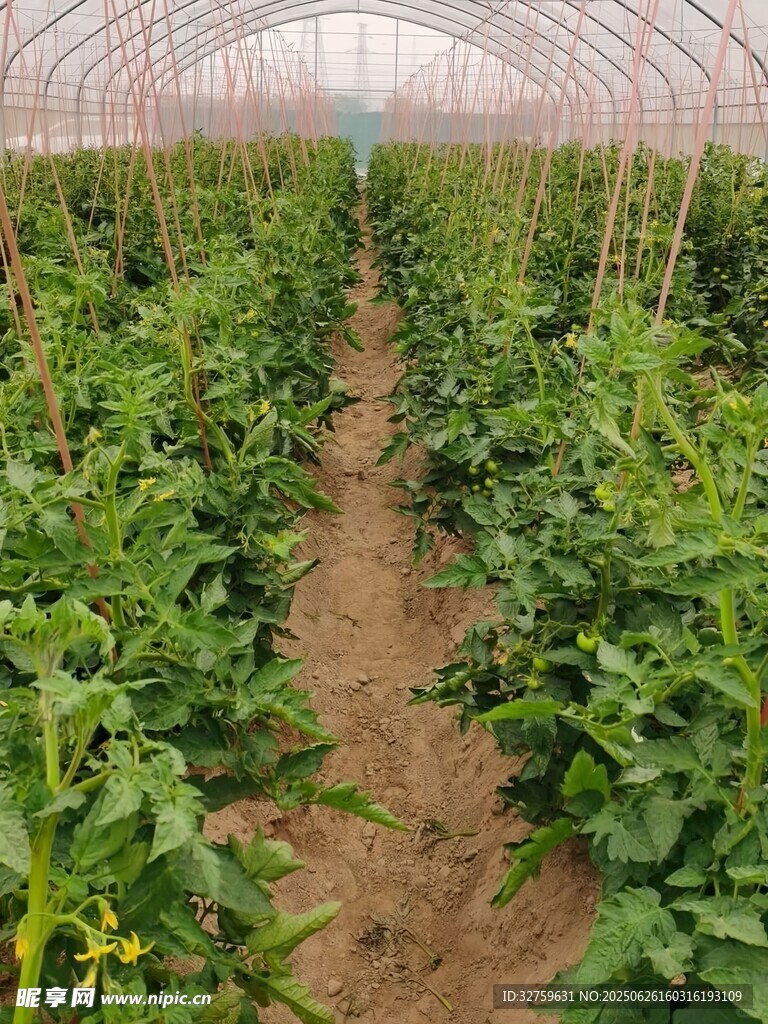 温室中的整齐蔬菜种植