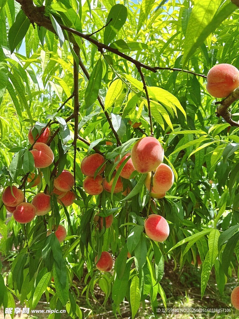 枝头硕果累累的鲜嫩桃子
