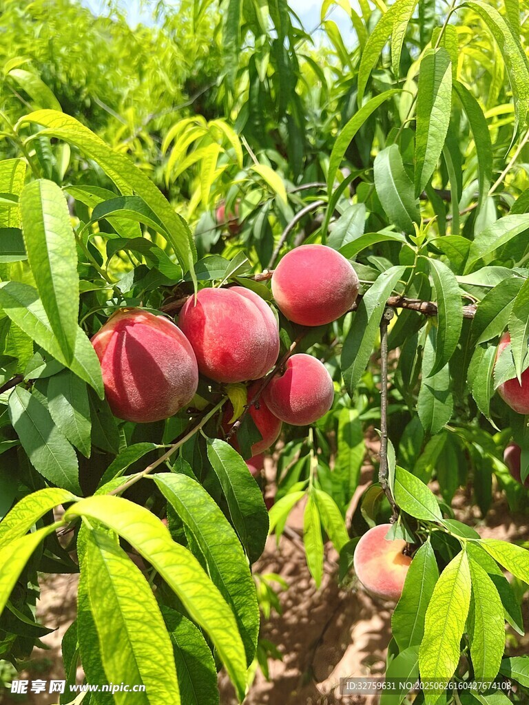 枝头鲜桃累累挂