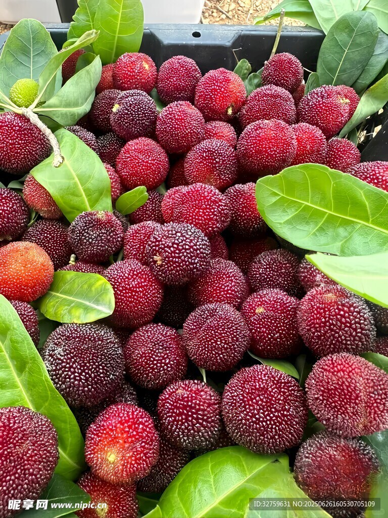 新鲜饱满的红杨梅