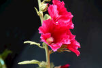 蜀葵花