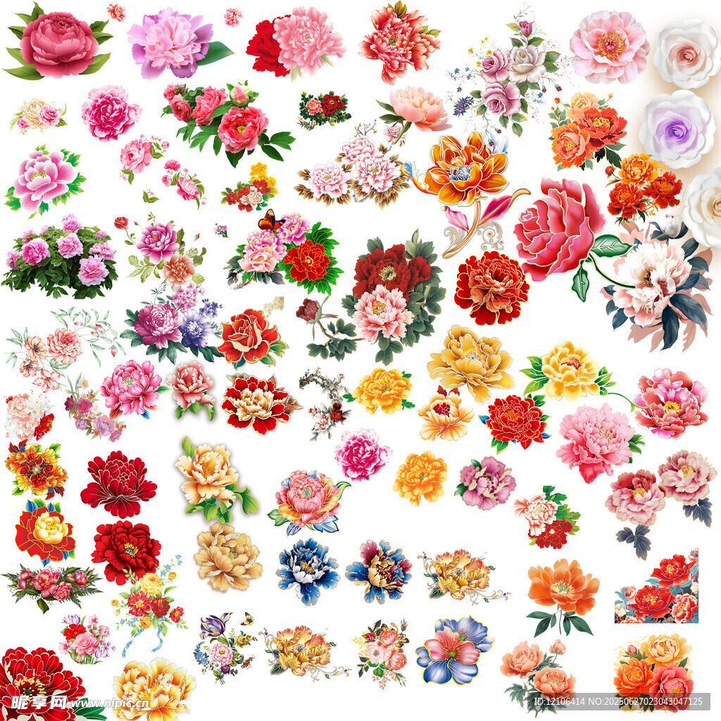 牡丹花