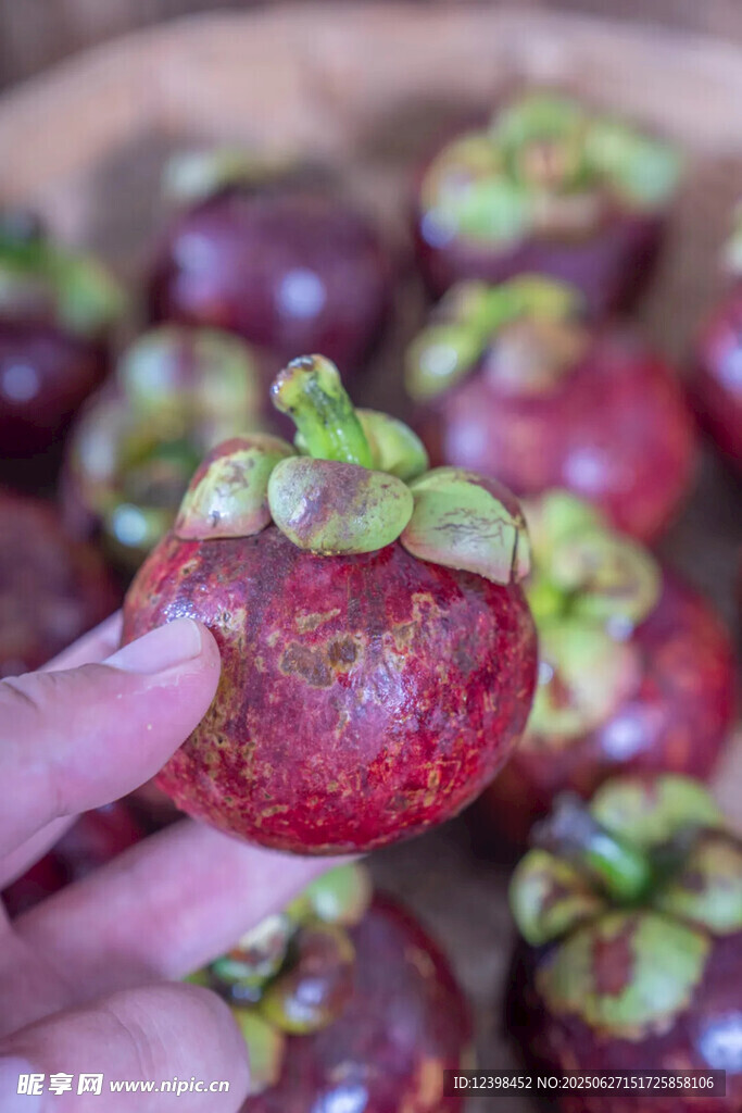 山竹