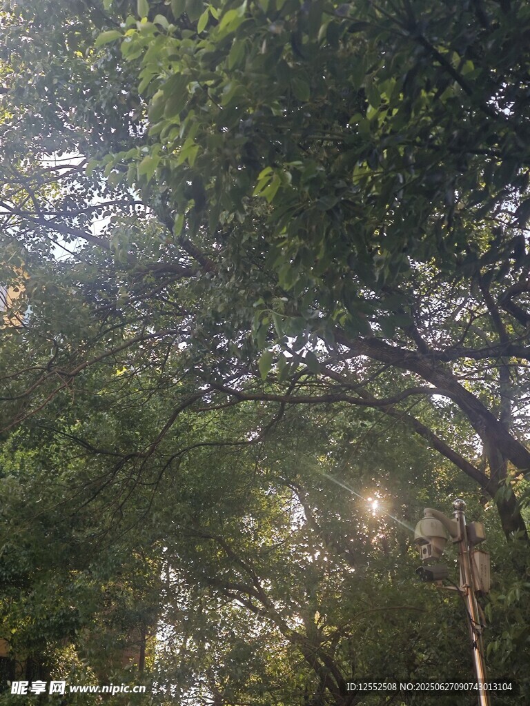 林间光影