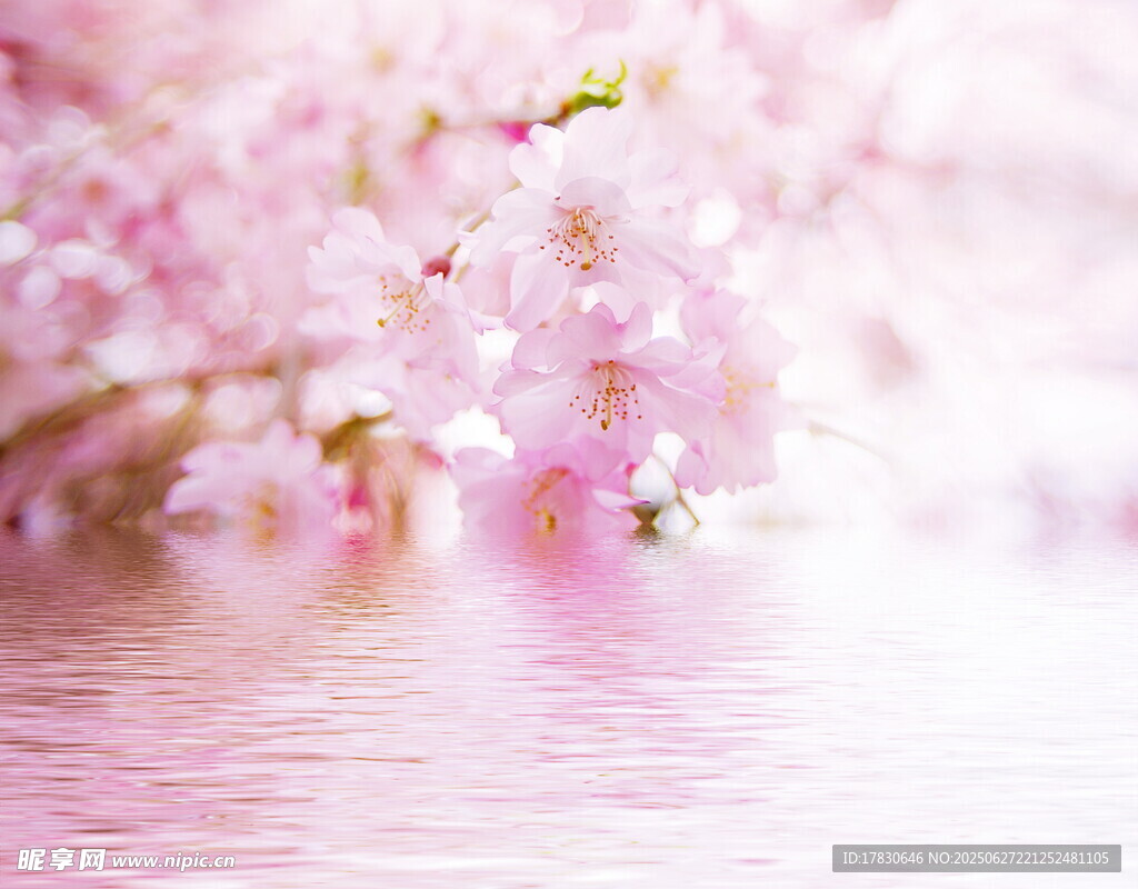 浪漫樱花倒映水面美景