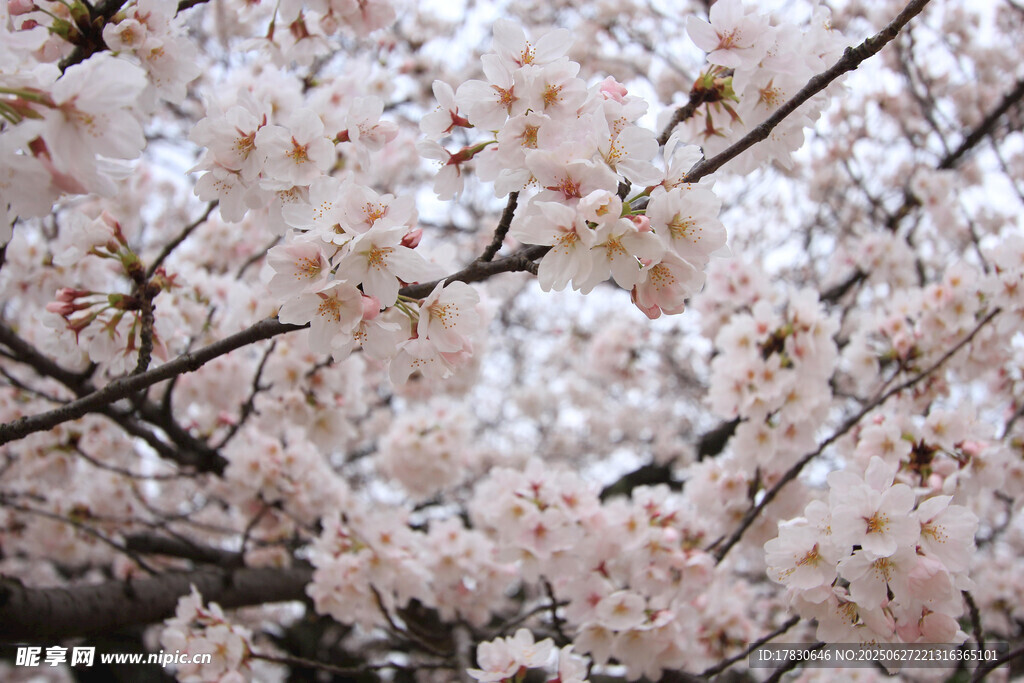 烂漫樱花绽放枝头