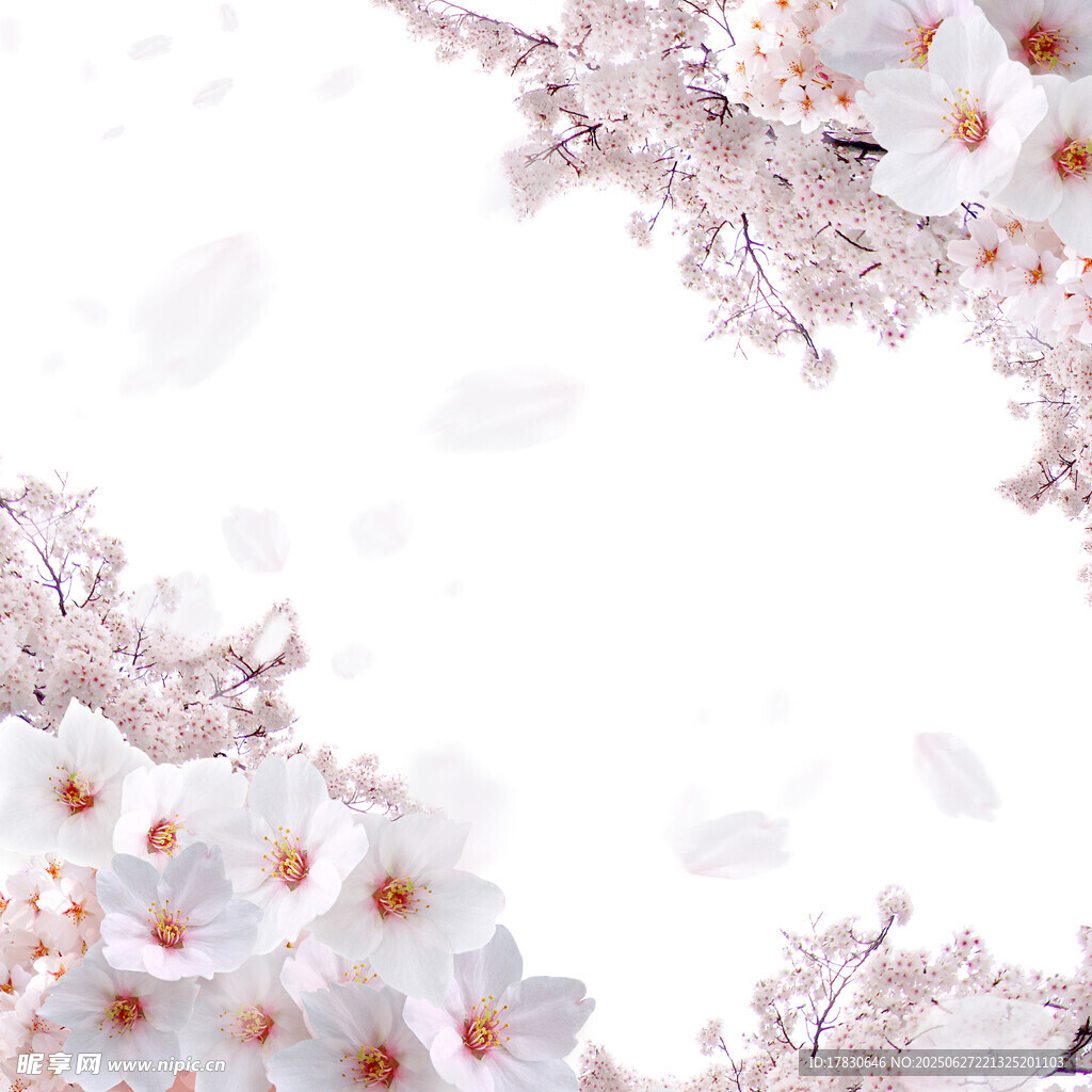 唯美樱花绽放画面