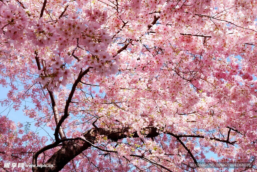 烂漫樱花绽放枝头