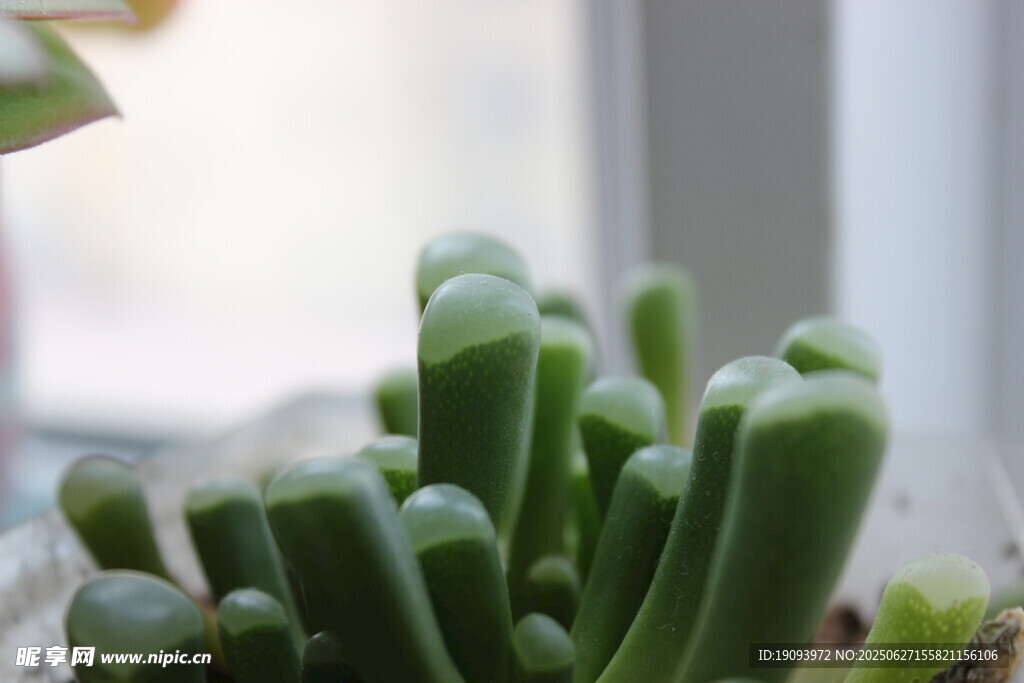 可爱多肉植物特写