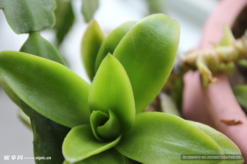 翠绿多肉植物特写