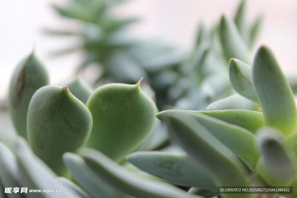 可爱多肉植物特写