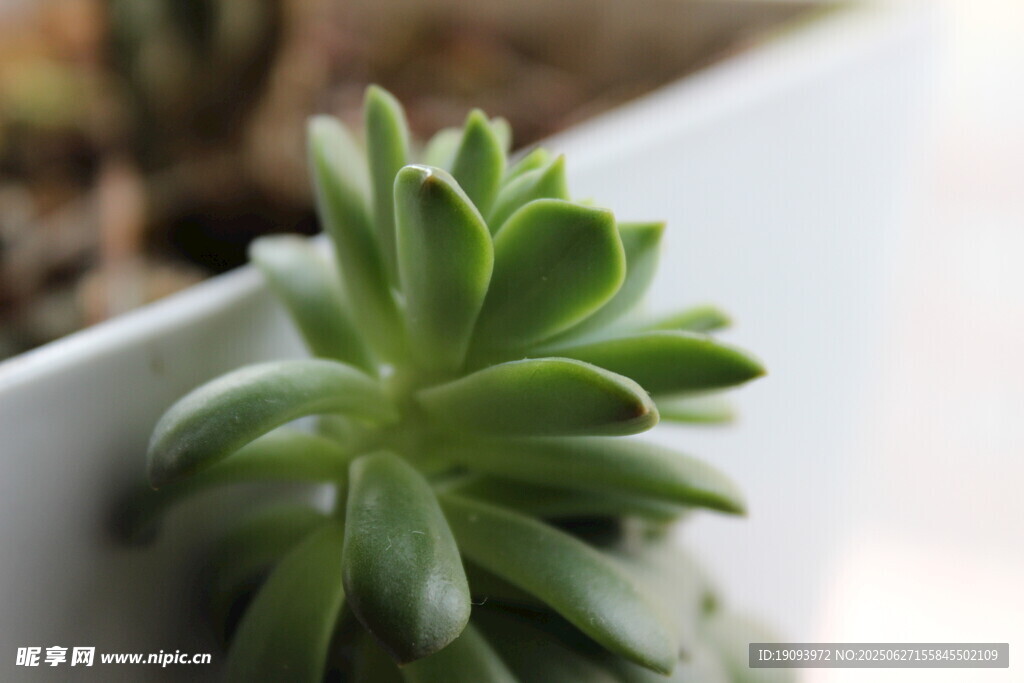 可爱多肉植物特写