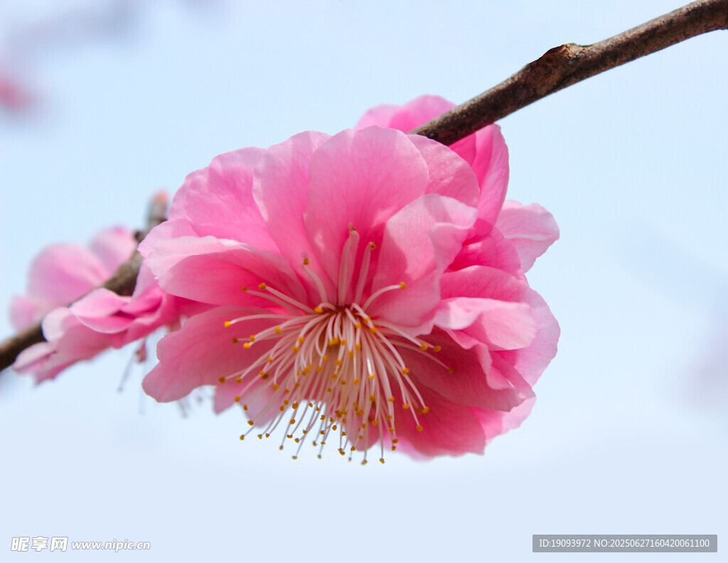 娇艳绽放的粉色梅花