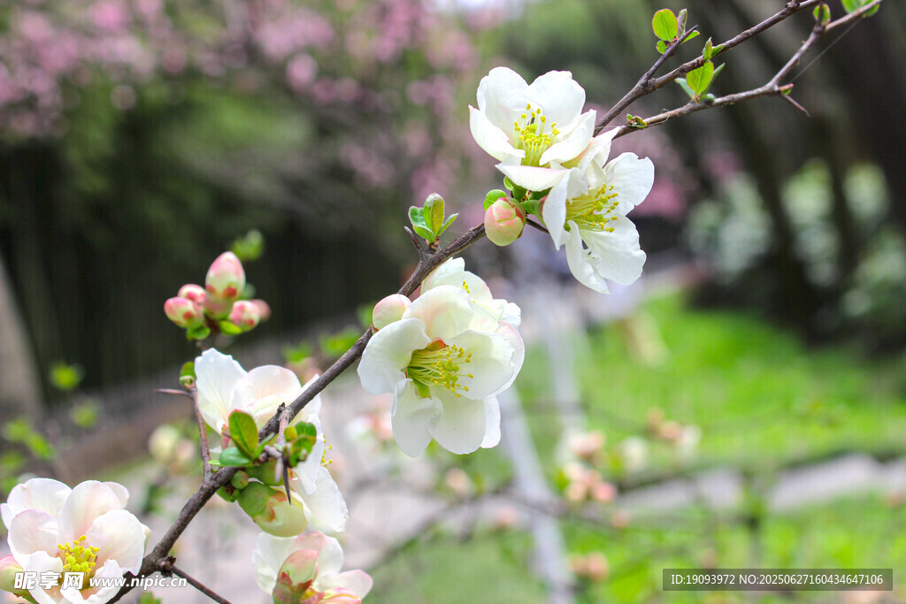 春日绽放的洁白花枝