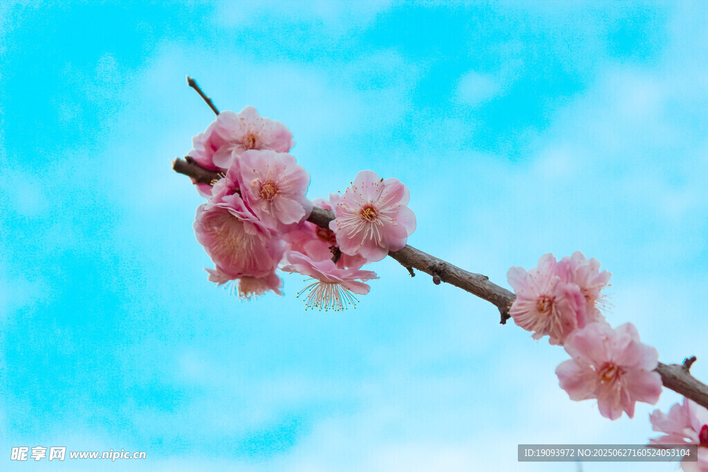 蓝天映衬下的粉嫩桃花枝