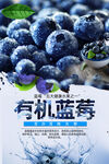 蓝莓水果