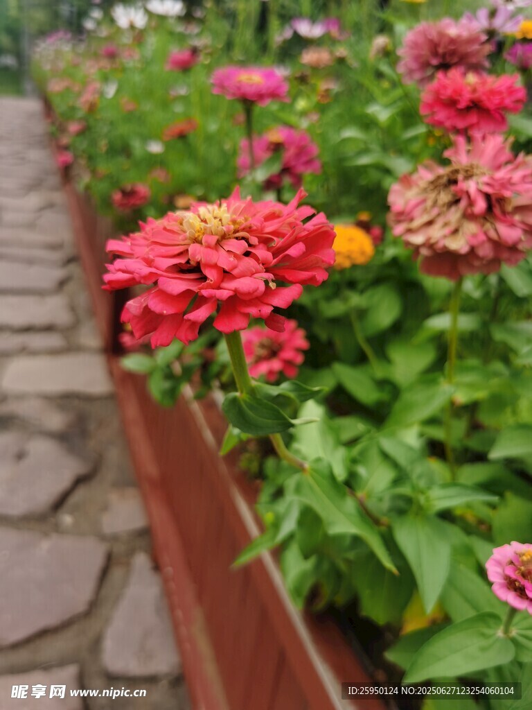 石径旁多彩花卉绽放