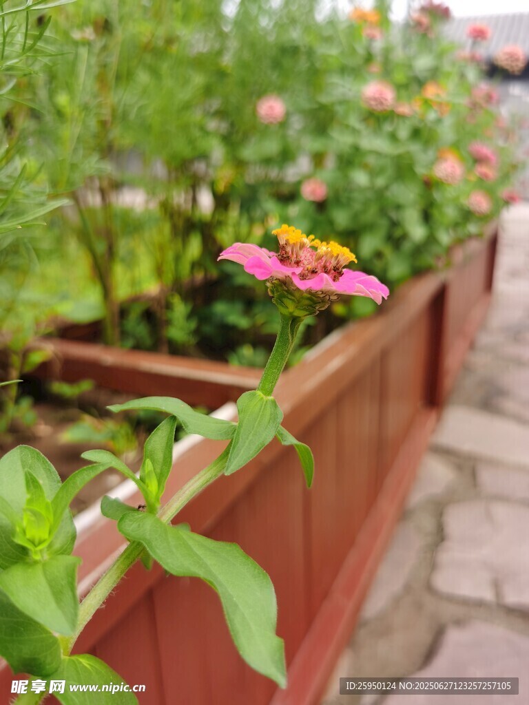 花园中绽放的多彩花卉