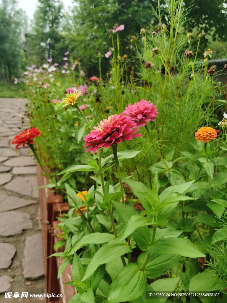 石径旁的缤纷花卉景观