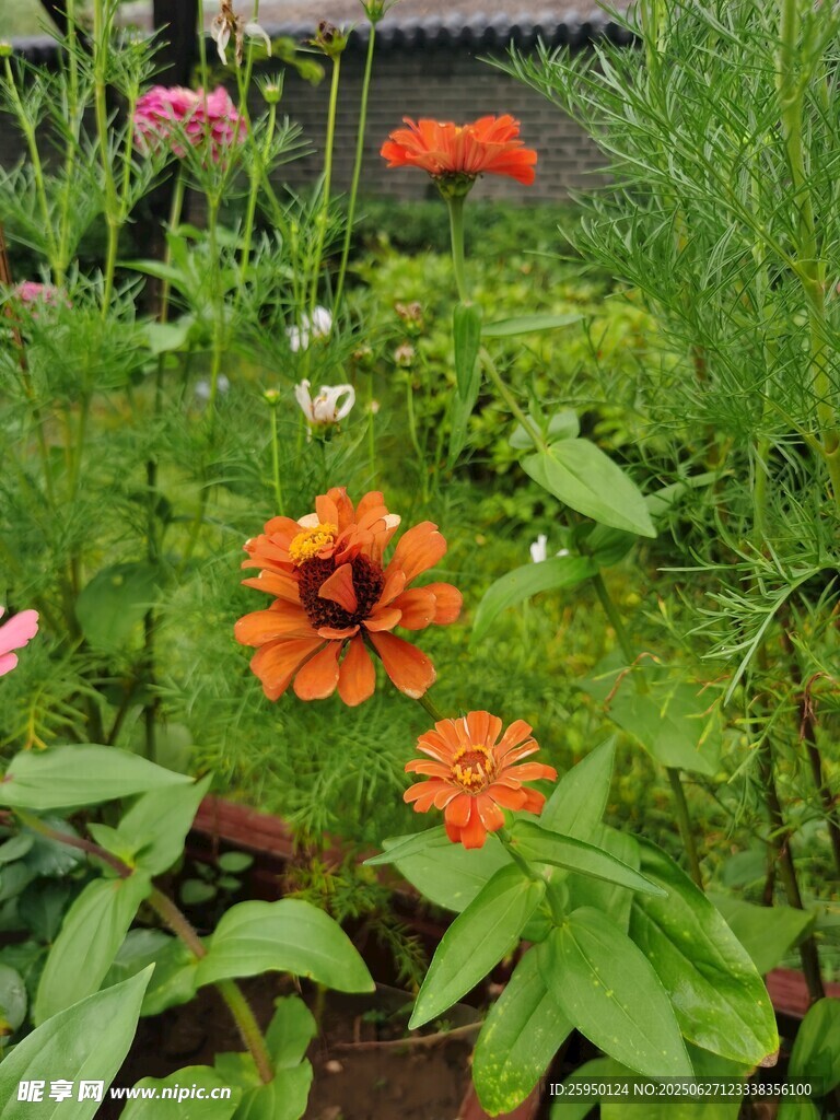 花园中绽放的多彩花朵