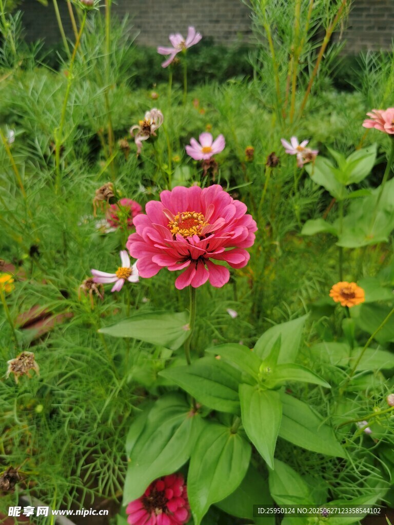 花园中绽放的多彩花朵