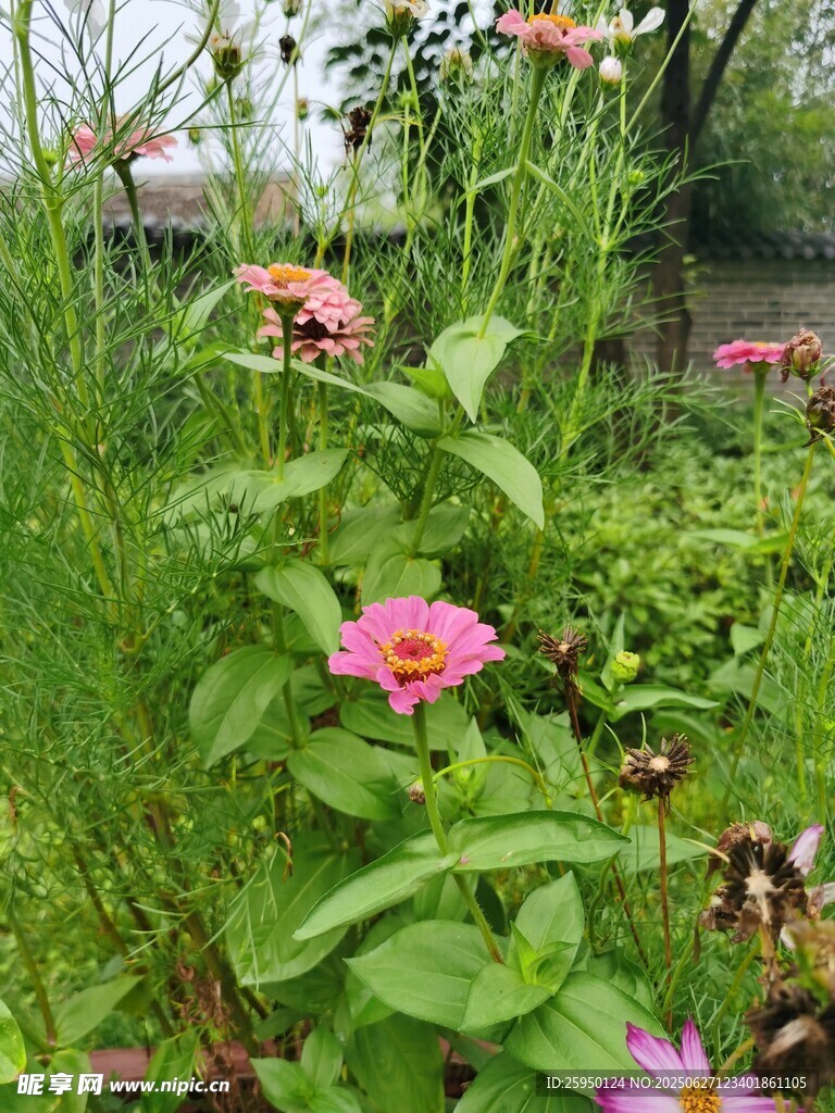 花园中绽放的粉色鲜艳花朵