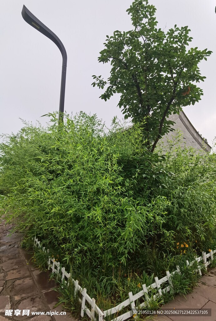 围栏旁的繁茂绿植