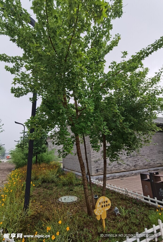 庭院绿植景观