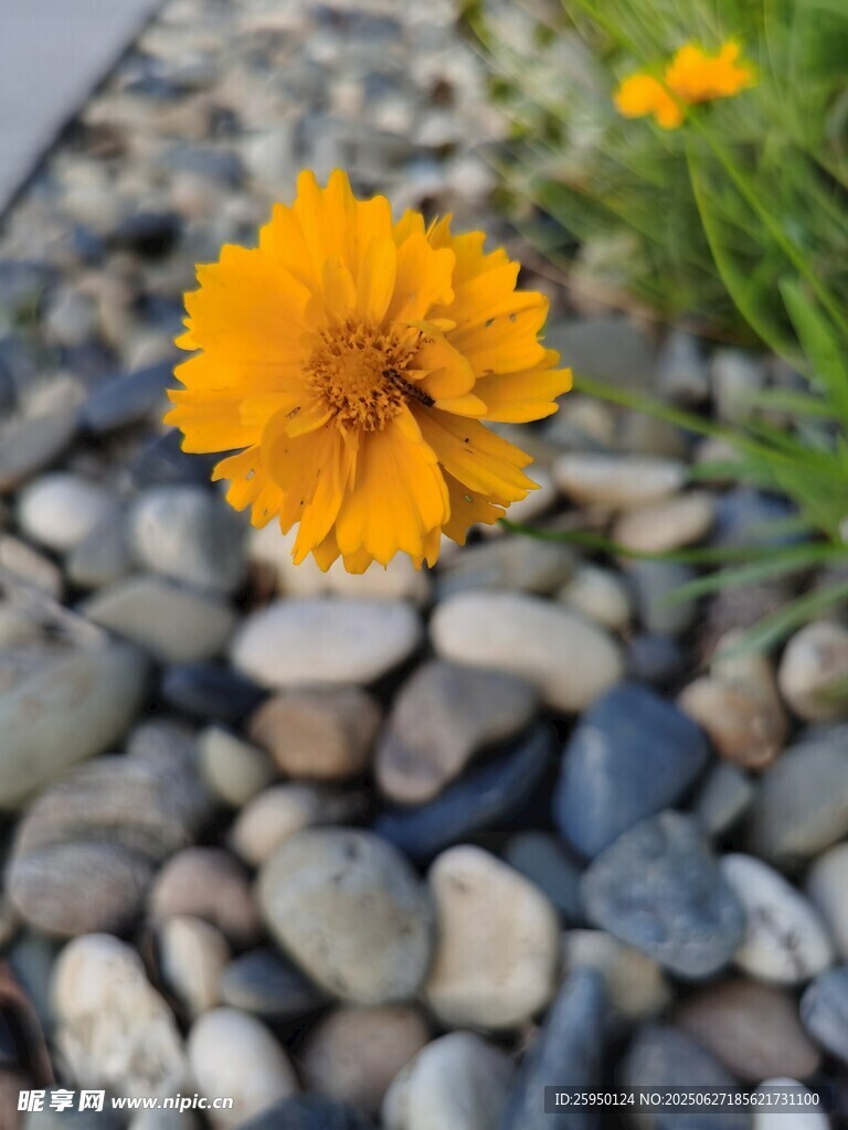 石间绽放的明艳小黄花