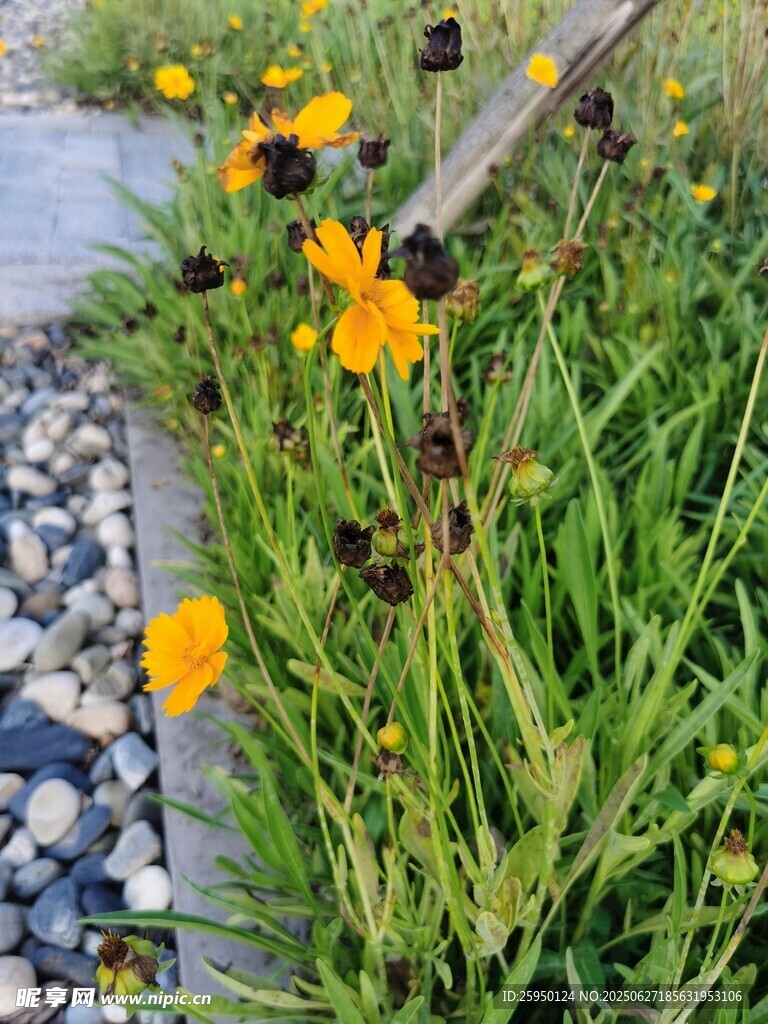 路边绽放的黄色小花