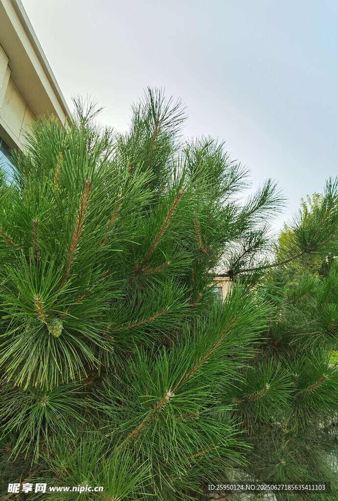 翠绿松针近景