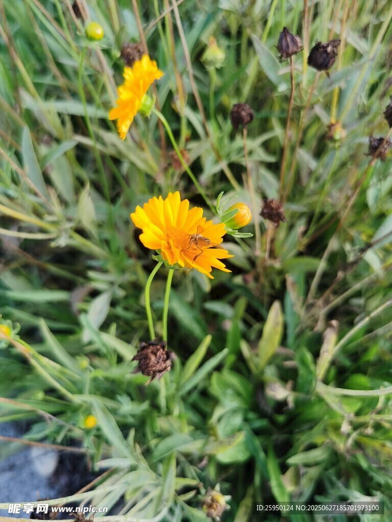 黄色小花绽放于草丛中
