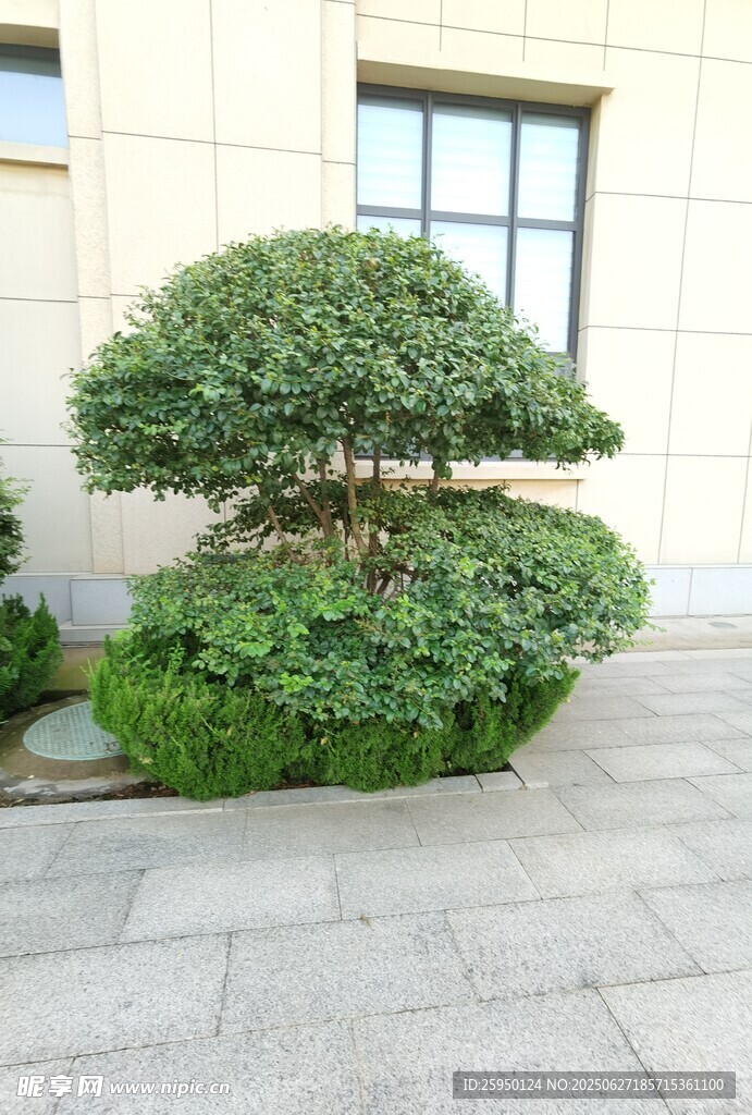 庭院中的精致造型绿植