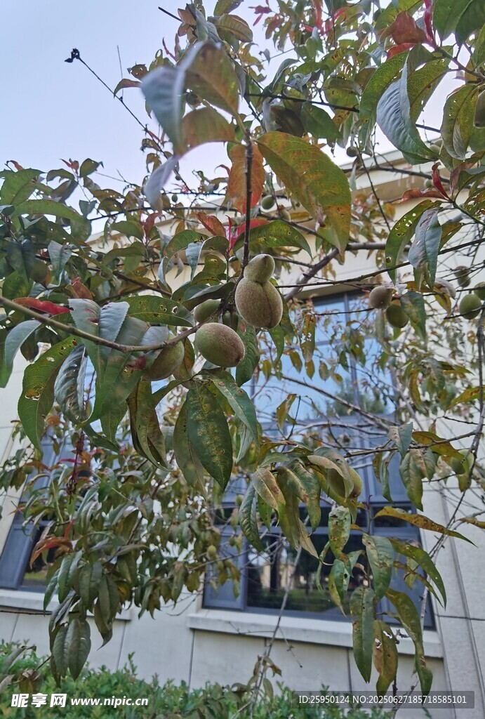 枝头绿叶繁茂的植物