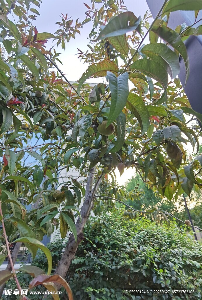 繁茂果树绿叶间生机盎然