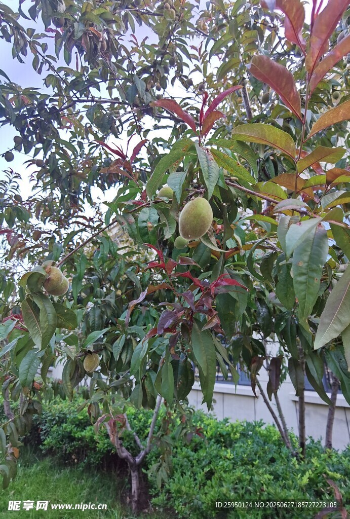 枝叶繁茂的果树景观