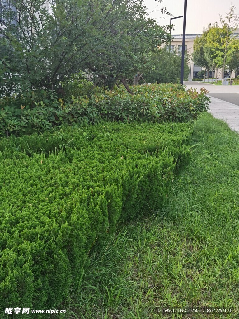 整齐绿植景观