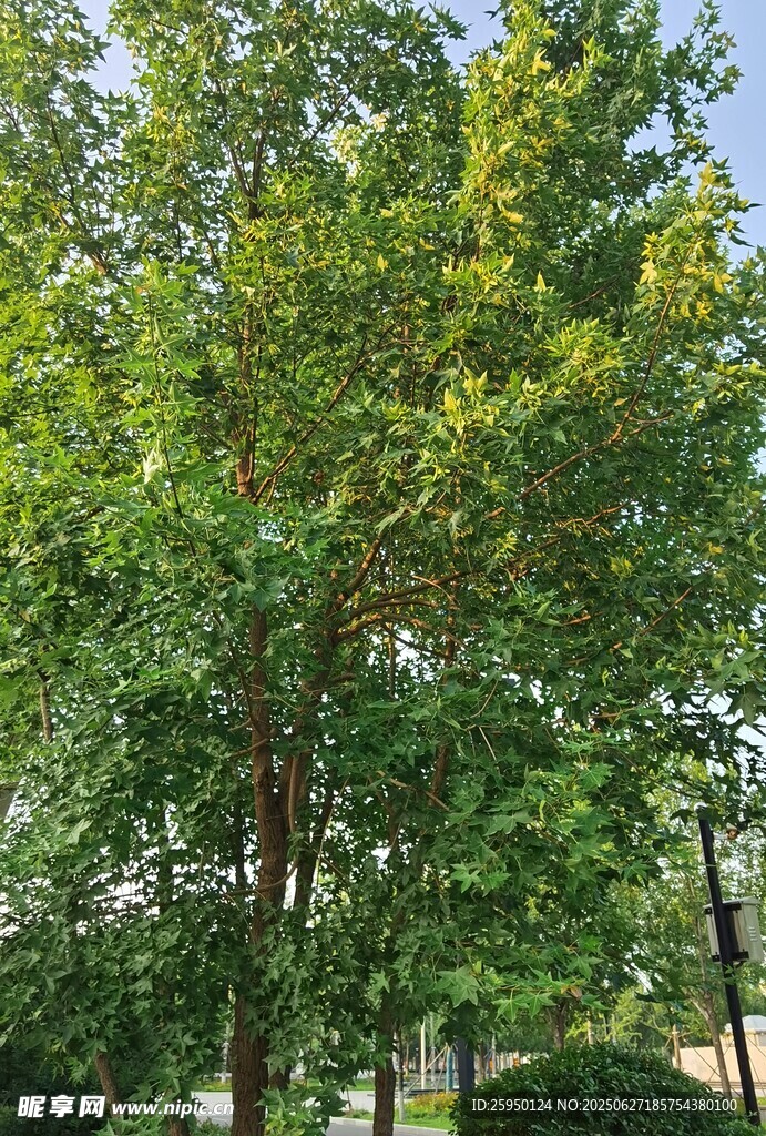 绿树成荫的户外景致