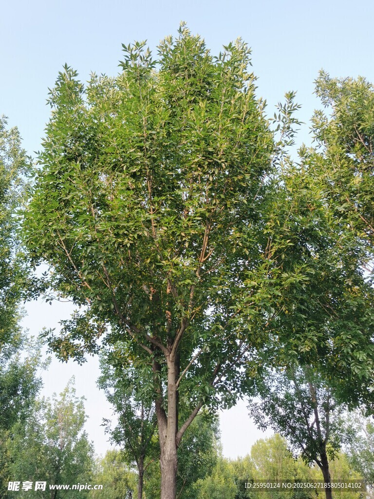 夏日葱郁树木景观