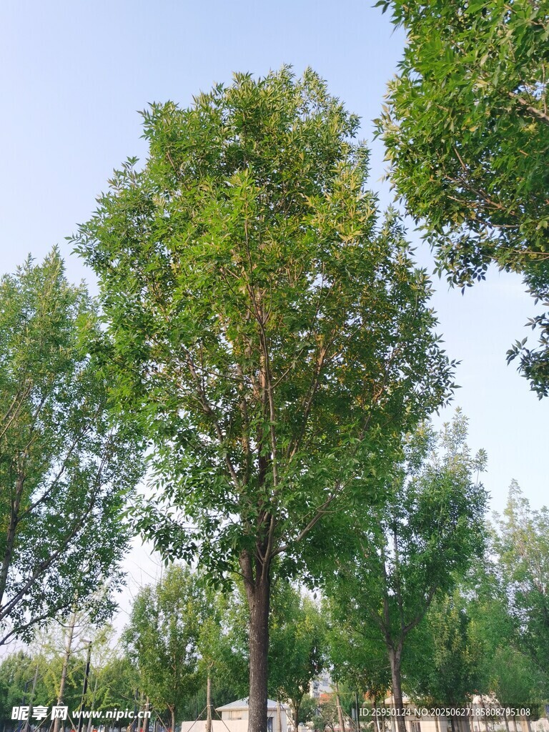 夏日葱郁树木景观