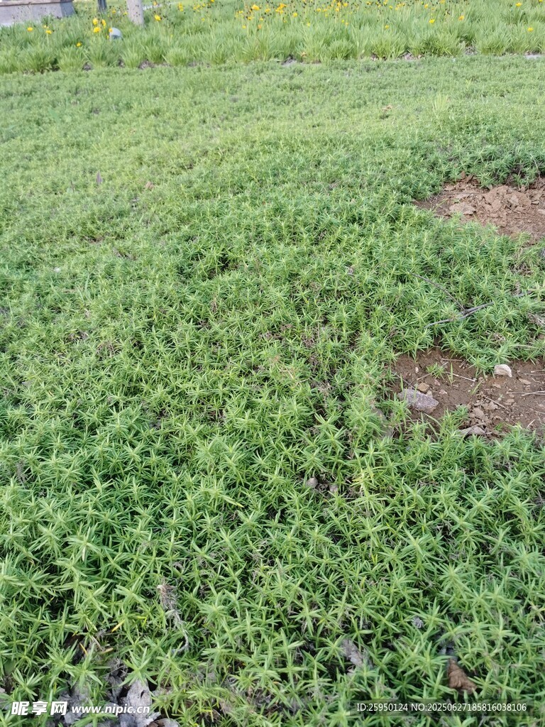 嫩绿草地生机盎然