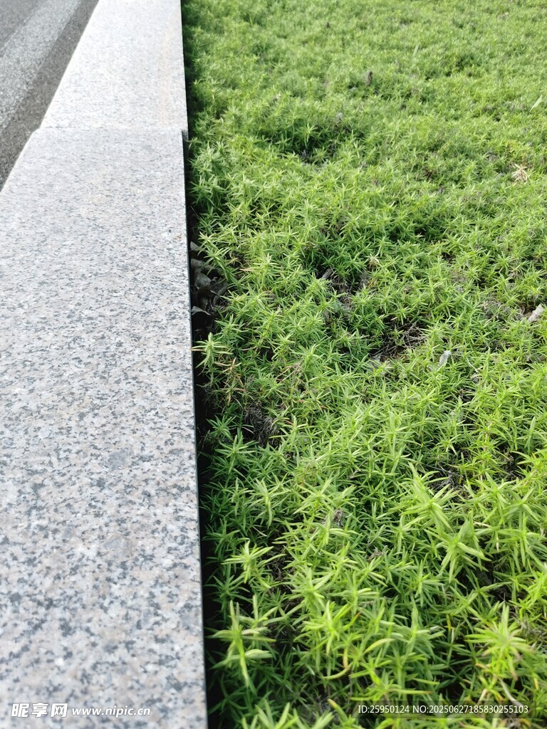 石板旁的翠绿草地