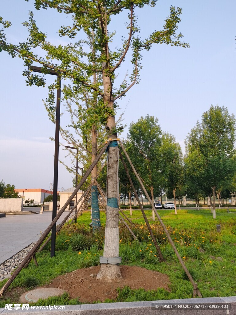 道路旁新植树木景观