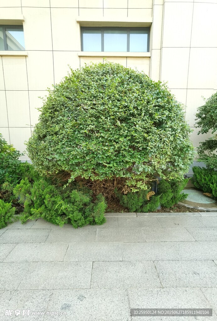 球形绿植装点建筑角落