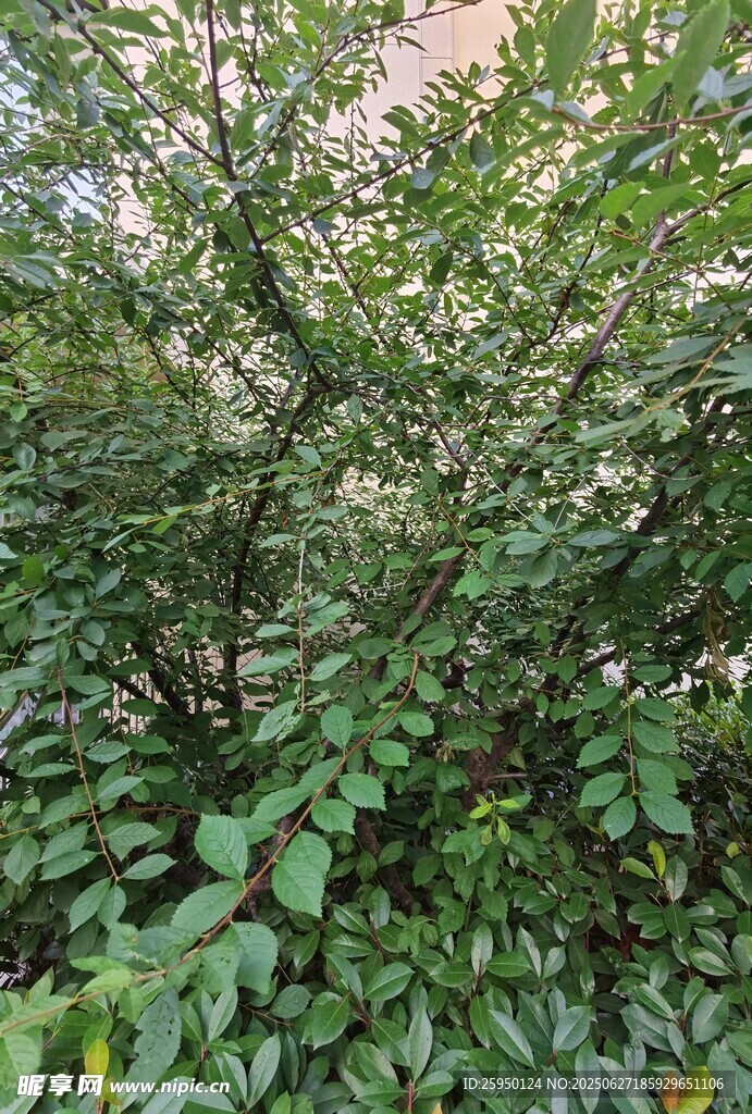繁茂绿植盎然的景象
