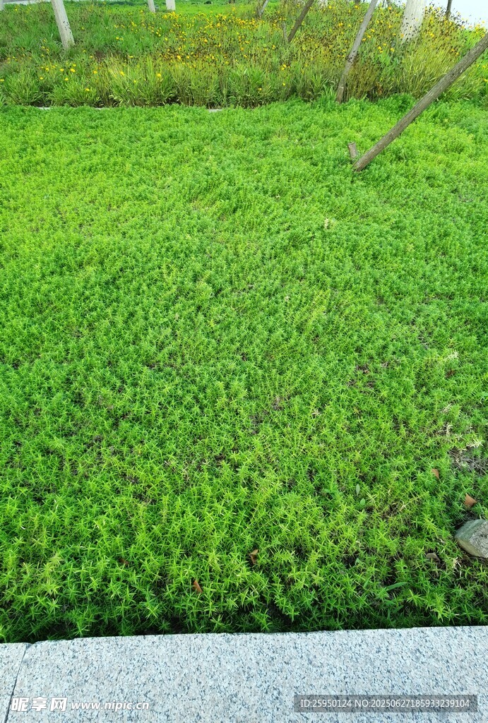 翠绿草坪清新自然景致